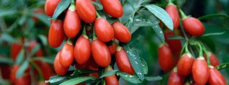 adelaparvu.com-despre-Goji-Lycium-barbarum-Text-Carli-Marian-9.jpg