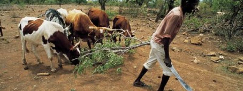 africa.jpg