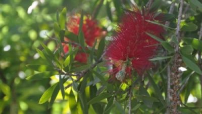 callistemon.jpg