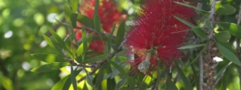 callistemon.jpg