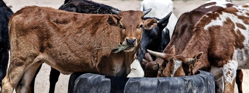 cow-419081_640.jpg