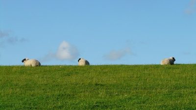 granturi-agricultura.jpg