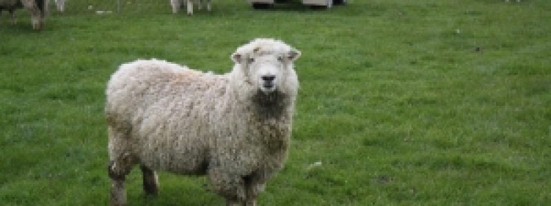 ovine1.jpg