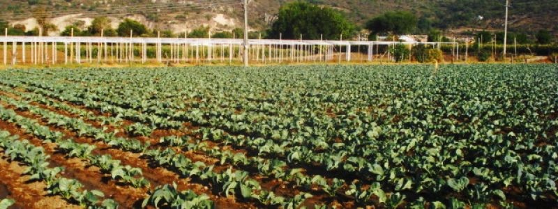 productie-agricola.jpg