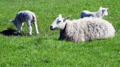 sheep-and-2-lambs.jpg