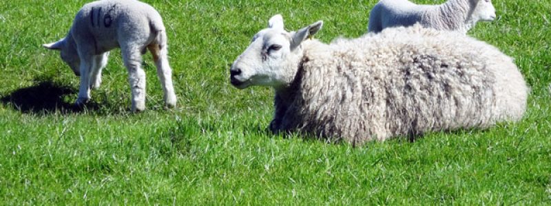 sheep-and-2-lambs.jpg