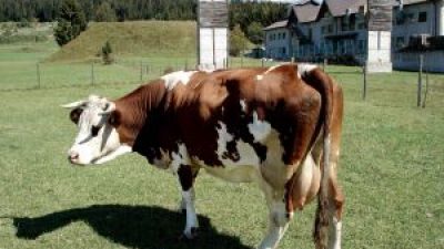 vaca_subventie.jpg